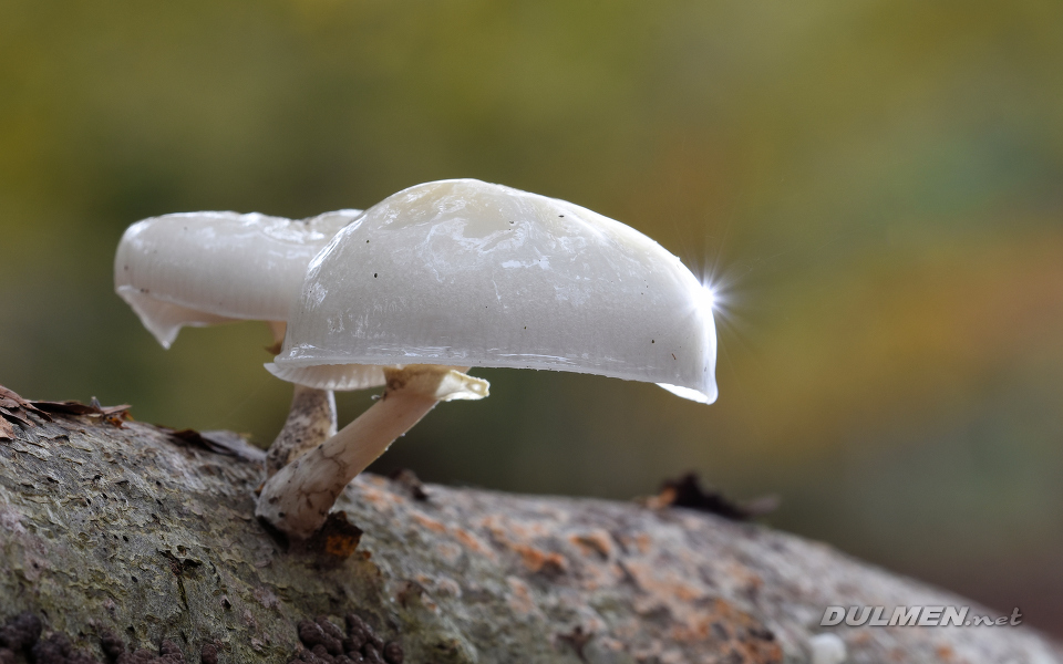 Porcelain fungus (Oudemansiella mucida)